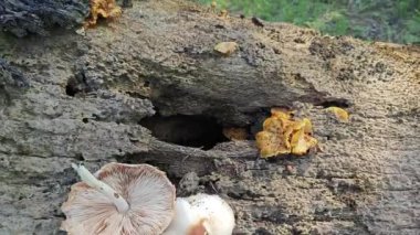 Vahşi Pluteus cervinus mantarları ölü palmiye ağacının gövdesinde.. 