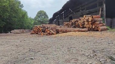 Kurumuş mangrov kütüğü toprak yolun kenarında yatıyordu..