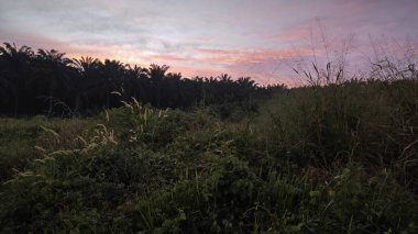 Şafak sökerken kırlara doğru sessiz bir patikada. 