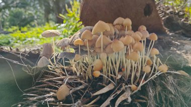 Çürüyen gövdeden çıkan bir demet vahşi mürekkep mantarı. 