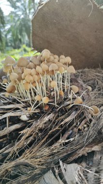 Çürüyen gövdeden çıkan bir demet vahşi mürekkep mantarı. 