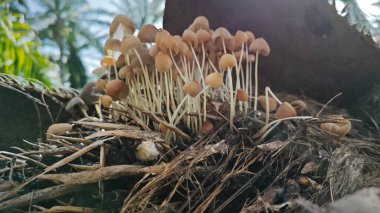 Çürüyen gövdeden çıkan bir demet vahşi mürekkep mantarı. 