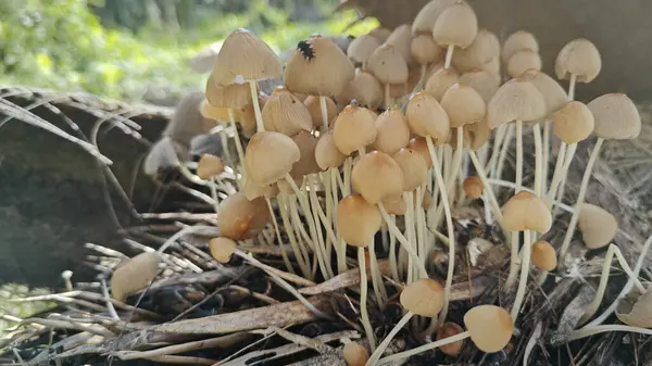 Çürüyen gövdeden çıkan bir demet vahşi mürekkep mantarı. 