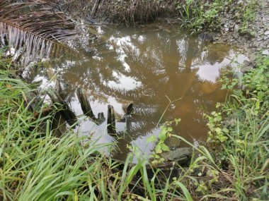 Kurumuş palmiye dalları ve yapraklar kırsal drenaja dökülüyor..