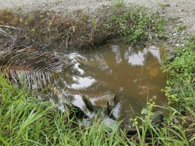 Kurumuş palmiye dalları ve yapraklar kırsal drenaja dökülüyor..