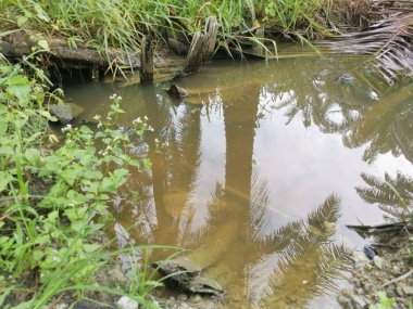 Kurumuş palmiye dalları ve yapraklar kırsal drenaja dökülüyor..