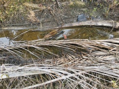 Kurumuş palmiye dalları ve yapraklar kırsal drenaja dökülüyor..