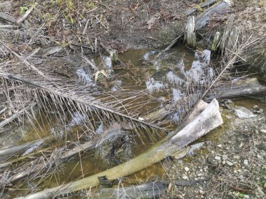 Kurumuş palmiye dalları ve yapraklar kırsal drenaja dökülüyor..