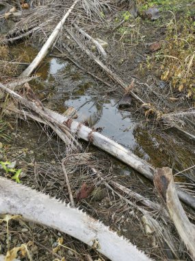 Kurumuş palmiye dalları ve yapraklar kırsal drenaja dökülüyor..