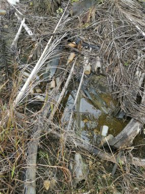 Kurumuş palmiye dalları ve yapraklar kırsal drenaja dökülüyor..