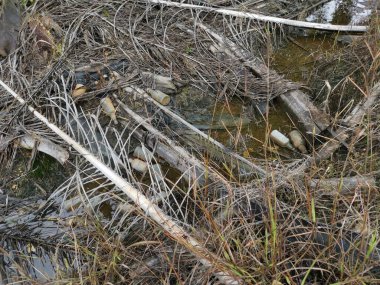 Kurumuş palmiye dalları ve yapraklar kırsal drenaja dökülüyor..