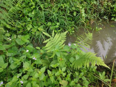 Kirli markasız, atılan yumuşak oyuncaklar bataklıktaki çayır drenajında yatıyor..