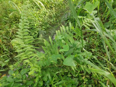 Kirli markasız, atılan yumuşak oyuncaklar bataklıktaki çayır drenajında yatıyor..