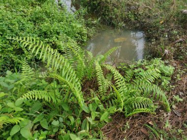 Kirli markasız, atılan yumuşak oyuncaklar bataklıktaki çayır drenajında yatıyor..