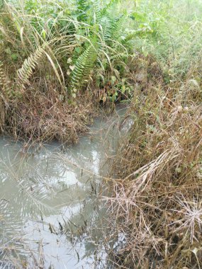 Kirli markasız, atılan yumuşak oyuncaklar bataklıktaki çayır drenajında yatıyor..