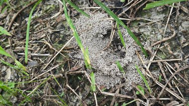 Formicary Anthill Kum Yuvası 'nın zeminine bakıyor..