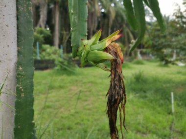 ejderha meyvesi tomurcuk ve meyve veren ağaç.