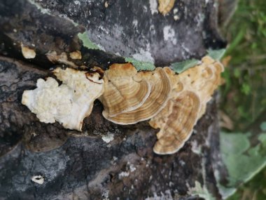 Yağ palmiyesi tarlasında bulunan yenilemez mantarlar ve mantarlar.