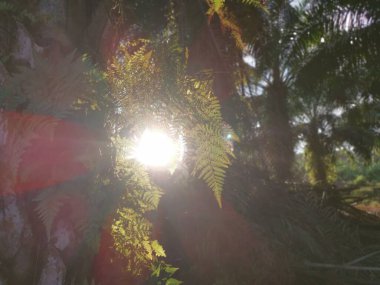 bright sun rays penetrated by the edge of the oil palm trunk where the bark is sprouting with wild fernleaf.  clipart