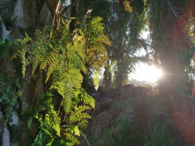 Parlak güneş ışınları, palmiye gövdesinin kenarından içeri nüfuz ediyor ve orada yabani eğreltiotu yaprağı filizleniyor.. 
