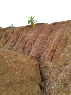 environment scene around the soil texture and pattern of the limestone hill area. clipart