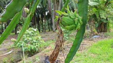 ejderha meyvesi tomurcuk ve meyve veren ağaç. 