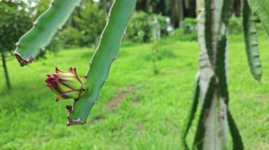 ejderha meyvesi tomurcuk ve meyve veren ağaç. 