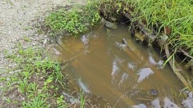 Kurumuş palmiye dalları ve yapraklar kırsal drenaja dökülüyor..