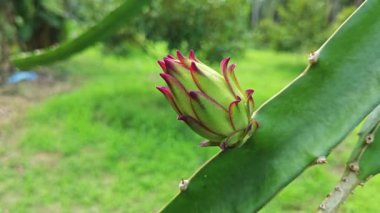 ejderha meyvesi tomurcuk ve meyve veren ağaç. 
