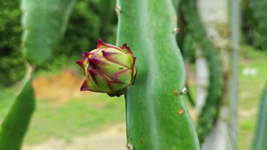 ejderha meyvesi tomurcuk ve meyve veren ağaç. 