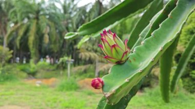 ejderha meyvesi tomurcuk ve meyve veren ağaç. 