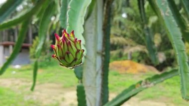 ejderha meyvesi tomurcuk ve meyve veren ağaç. 