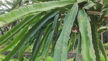 ejderha meyvesi tomurcuk ve meyve veren ağaç. 