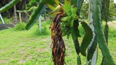 ejderha meyvesi tomurcuk ve meyve veren ağaç. 