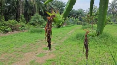 ejderha meyvesi tomurcuk ve meyve veren ağaç. 