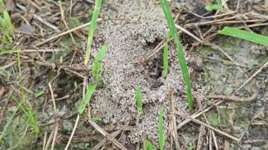 Formicary Anthill Kum Yuvası 'nın zeminine bakıyor..