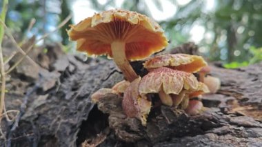 Çürümüş palmiye ağacının gövdesinde yabani Pluteus cervinus mantarları. 