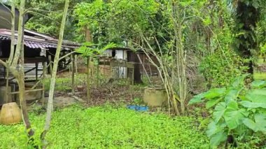 Çiftlikteki terk edilmiş ve harap olmuş bir Asya ahşap evinin görüntüleri..