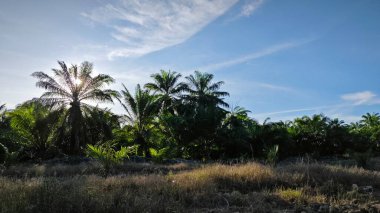 Parlak güneş ışığı palmiye ağacının üst dallarından süzülüyor..