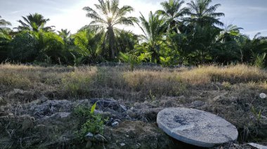 Parlak güneş ışığı palmiye ağacının üst dallarından süzülüyor..