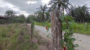 Donuk, karanlık, kasvetli gökyüzüne bakıyorum..        