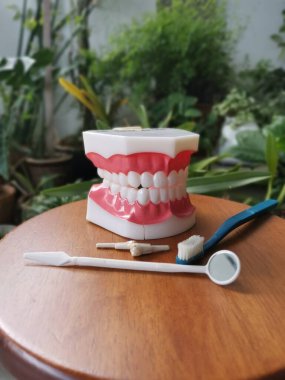 the dental denture model for oral care. clipart