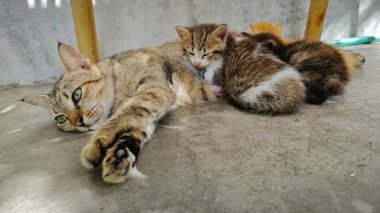 Dişi kedi ve kedisi beton zeminde dinleniyor.. 