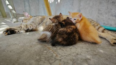 Dişi kedi ve kedisi beton zeminde dinleniyor.. 