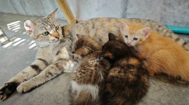 Dişi kedi ve kedisi beton zeminde dinleniyor.. 