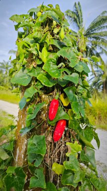 the creeping ivy gourd fruits plant climbing around the concrete post.  clipart