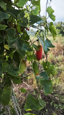 the creeping ivy gourd fruits plant climbing around the concrete post.  clipart