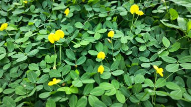 meadow of tiny yellow peanut petals flower clipart