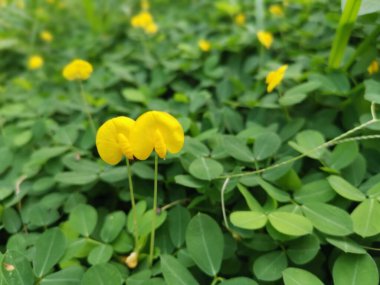 meadow of tiny yellow peanut petals flower clipart