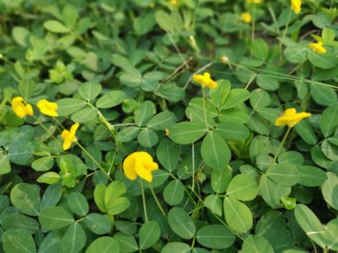 Küçük sarı yer fıstığı yapraklarından oluşan çayır.